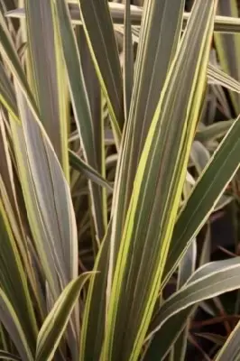 PHORMIUM 'Alison Blackman'