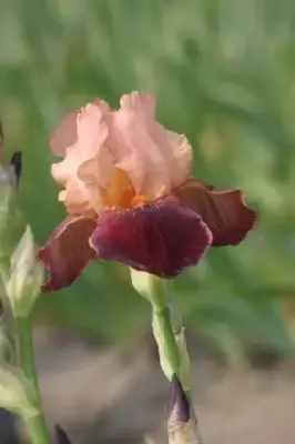 IRIS 'Cimarron Strip'