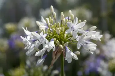 AGAPANTHUS 'Fireworks' - image 2