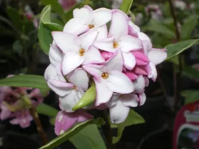 DAPHNE odora 'Aureomarginata'