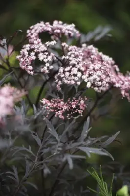 SAMBUCUS nigra 'Black Lace'