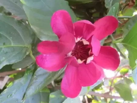 CALYCANTHUS 'Aphrodite'