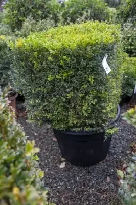 BUXUS sempervirens Cubed