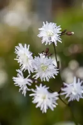 SILENE flos-cuculi 'Petit Henri'