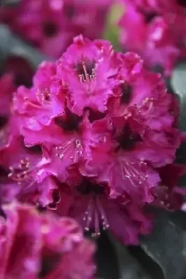 RHODODENDRON 'Marie Fortie'