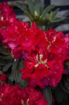 RHODODENDRON 'Markeeta's Prize' - image 1