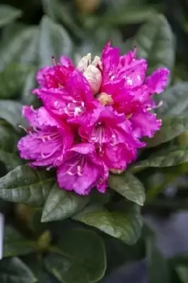 RHODODENDRON 'Rocket'