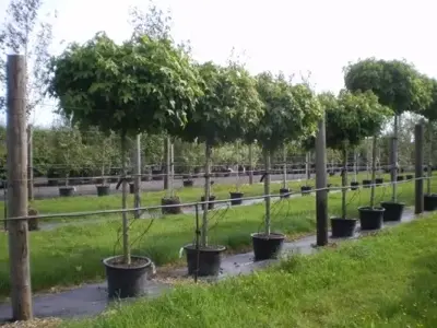 LIQUIDAMBAR styraciflua 'Gum Ball' - image 3