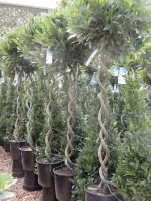 LAURUS nobilis Double Spiral Stems - image 1