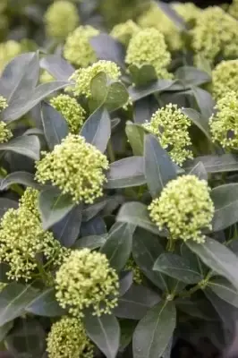 SKIMMIA japonica 'White Dwarf' - image 1