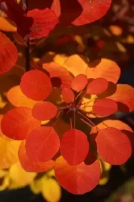 COTINUS coggygria 'Flamissimo' - image 1