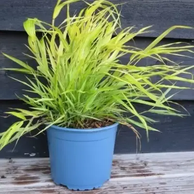 HAKONECHLOA macra 'Sunflare' - image 3