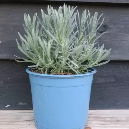 LAVANDULA x intermedia 'Grosso'