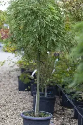 ACER palmatum dissectum 'Flavescens'