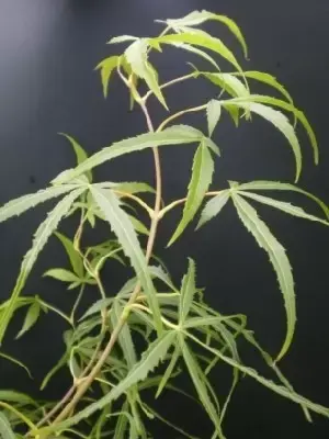 ACER palmatum 'Koto-No-Ito' - image 1