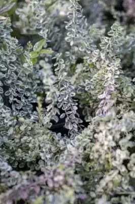 EUONYMUS fortunei 'Silver Carpet'