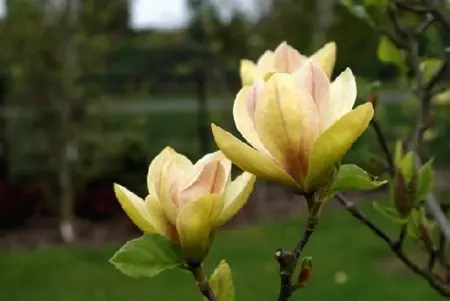 MAGNOLIA 'Sunsation'