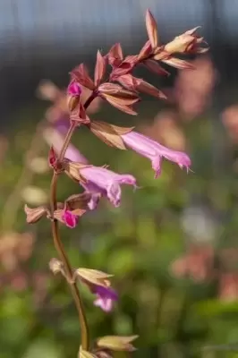 SALVIA 'Kisses and Wishes'