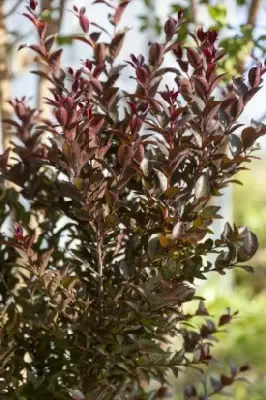 LAGERSTROEMIA 'Tuscarora' - image 1