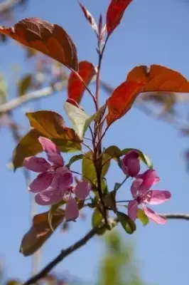 MALUS 'Mokum'