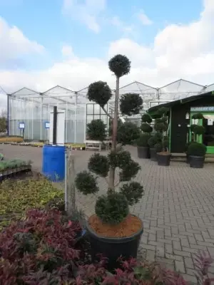 TAXUS baccata - image 5