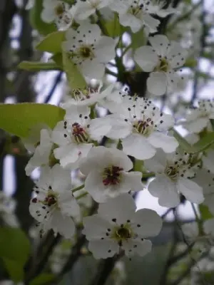 PYRUS calleryana 'Chanticleer'