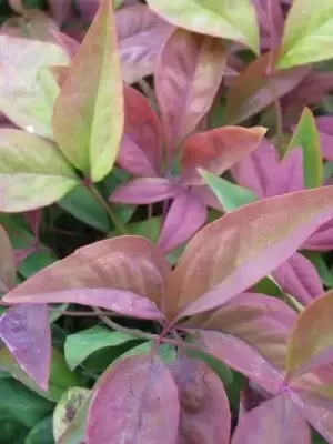 NANDINA domestica 'Blush Pink'