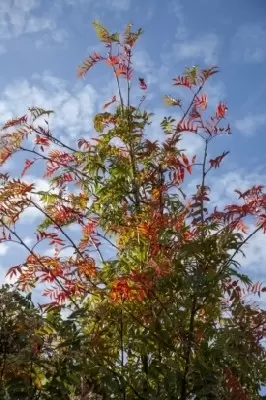 SORBUS ulleungensis 'Olympic Flame'