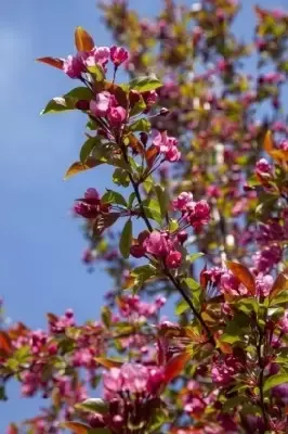 MALUS 'Red Splendor' - image 1