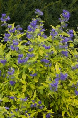 CARYOPTERIS clandonensis 'Sunny Blue' - image 1