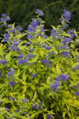 CARYOPTERIS clandonensis 'Sunny Blue'