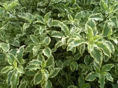 PITTOSPORUM tenuifolium 'Variegatum'