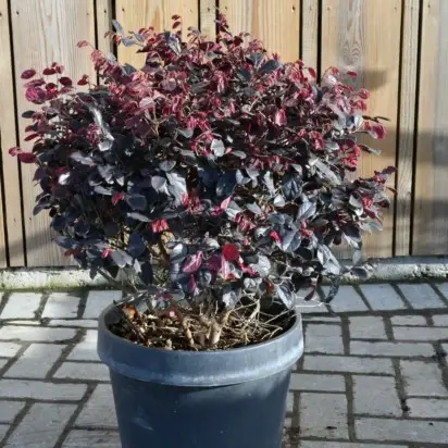 LOROPETALUM chinense 'Black Pearl'