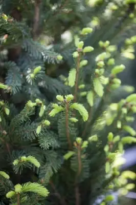 PICEA abies 'Cupressina'