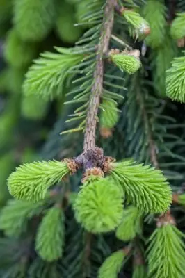 PICEA abies 'Inversa'