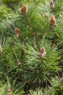 PINUS nigra 'Brepo' - image 1