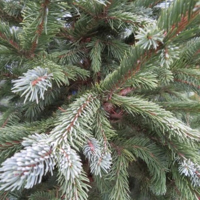 PICEA pungens 'Glauca Selection'
