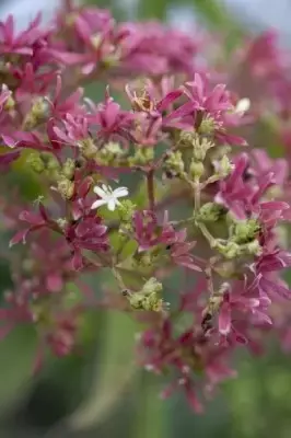 HEPTACODIUM miconioides