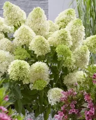 HYDRANGEA paniculata 'Skyfall' - image 1