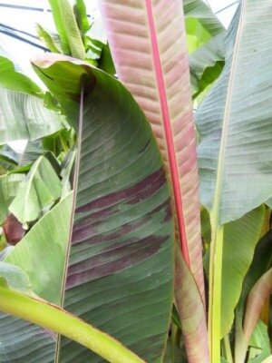 MUSA sikkimensis 'Red Tiger' - image 2