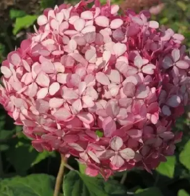 HYDRANGEA arborescens 'Pink Annabelle'
