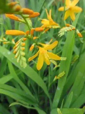 CROCOSMIA x crocosmiiflora 'George Davison' - image 1