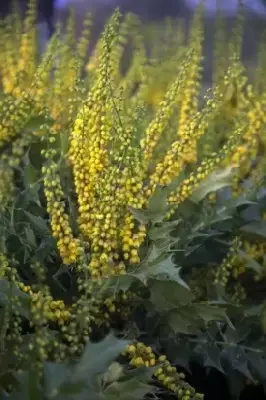 MAHONIA x media 'Winter Sun'
