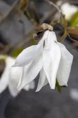 MAGNOLIA salicifolia 'Wada's Memory' - image 2