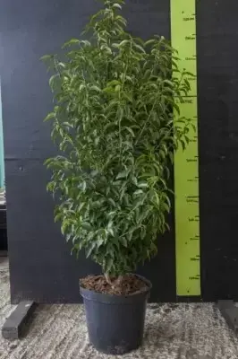 PRUNUS lusitanica 'Myrtifolia'