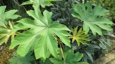 TETRAPANAX papyrifer - image 4