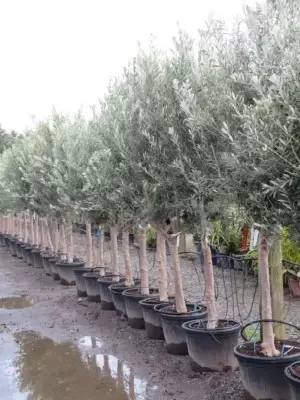 OLEA europaea