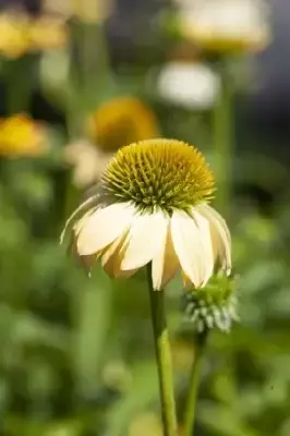 ECHINACEA purpurea 'Mellow Yellows' - image 1