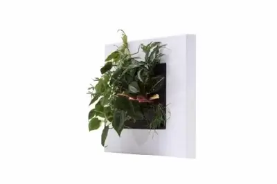 Livepicture Go - image 4