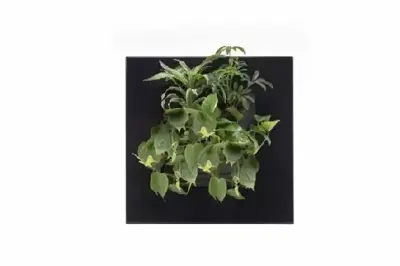 Livepicture Go - image 3